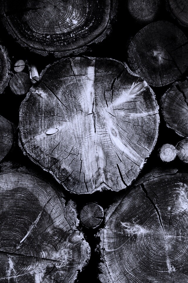 Древесный спил обои