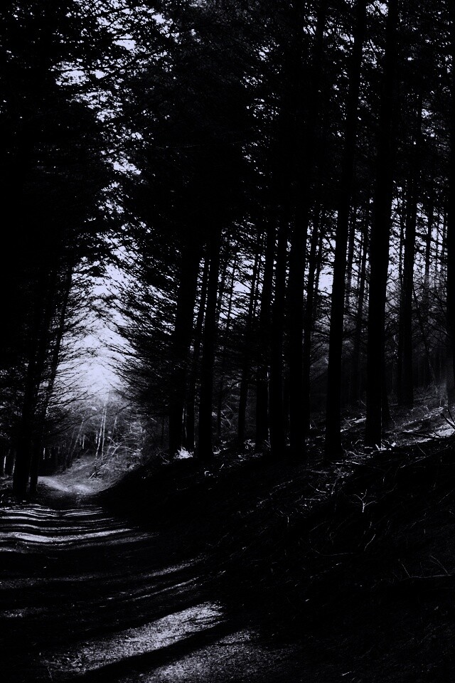 Лесная дорога обои