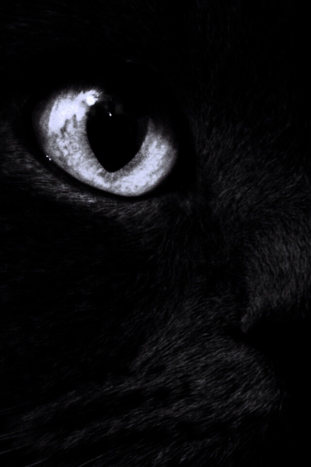 Черный кот с оранжевыми глазами обои