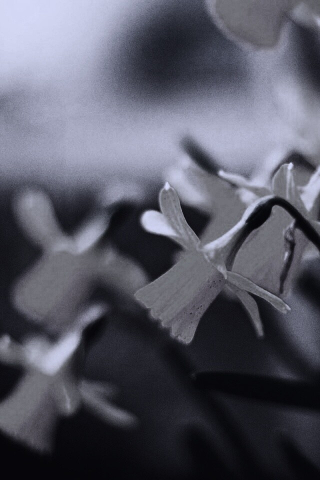 Нарциссы обои