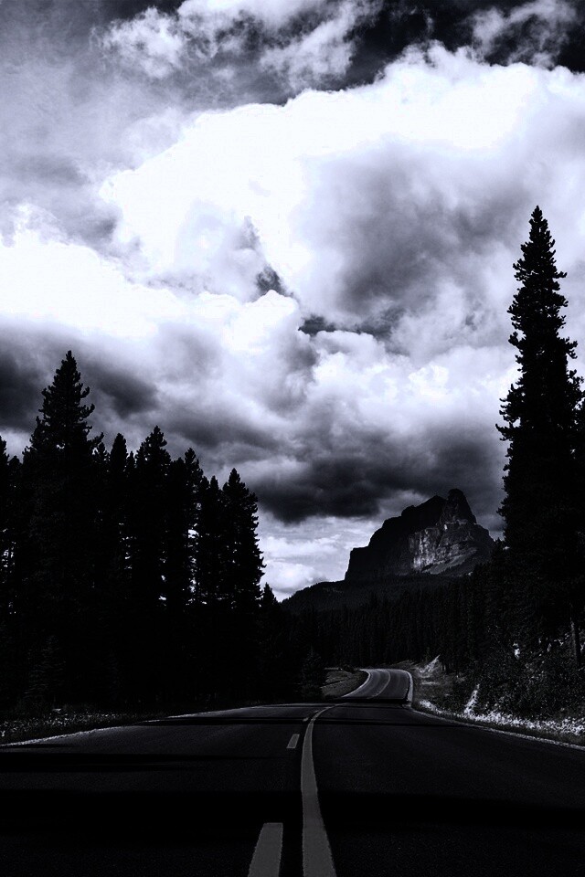 Красивая лесная дорога обои