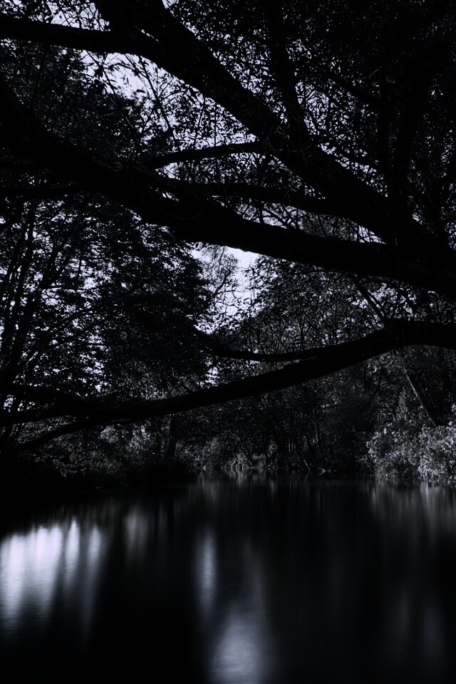 Спокойная лесная река обои