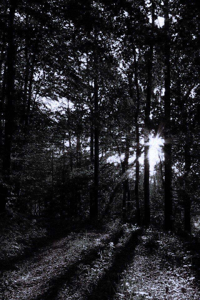 Свет сквозь деревья обои