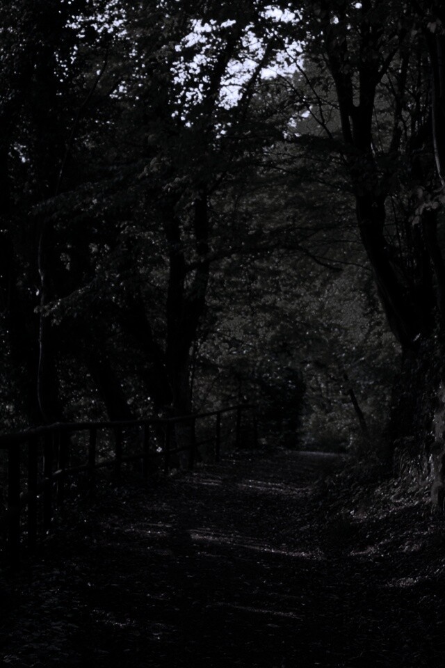 Лесная дорожка обои