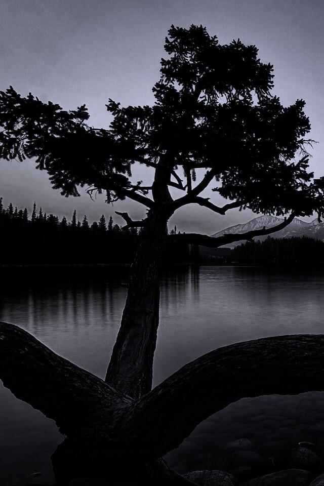 Дерево у горного озера обои