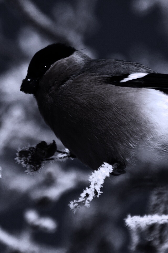 Снегирь на ветке обои