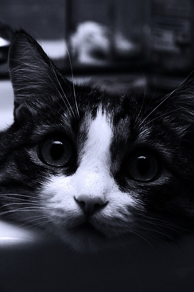 Кошак выглядывает из раковины обои