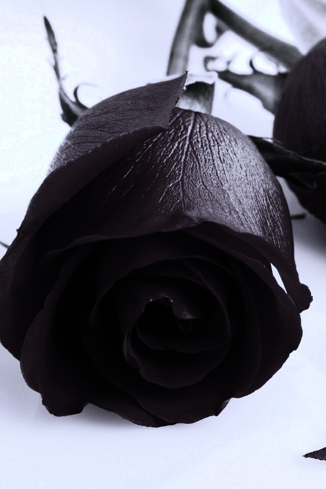 Две красные розы обои