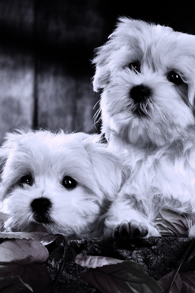 Два белых и пушистых пёсика  обои