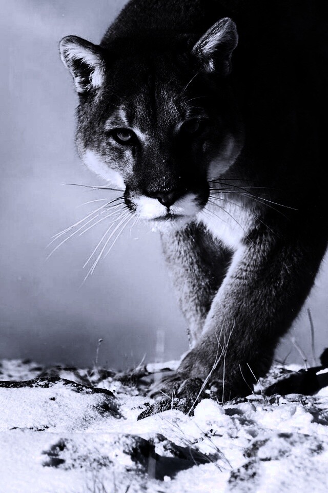 Пума с грозным взглядом обои