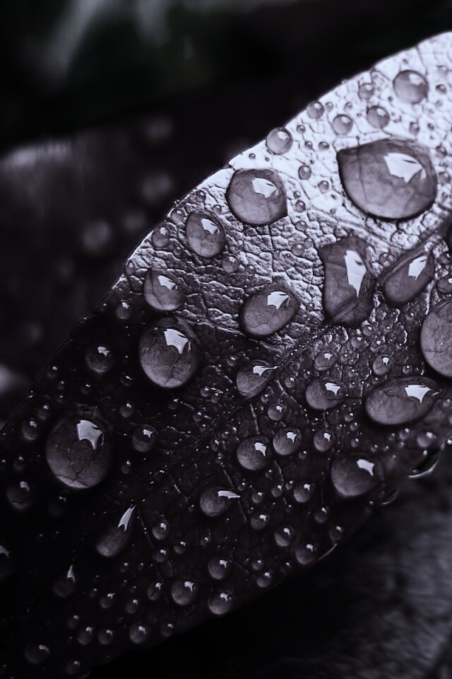 Капли росы на красных листьях обои