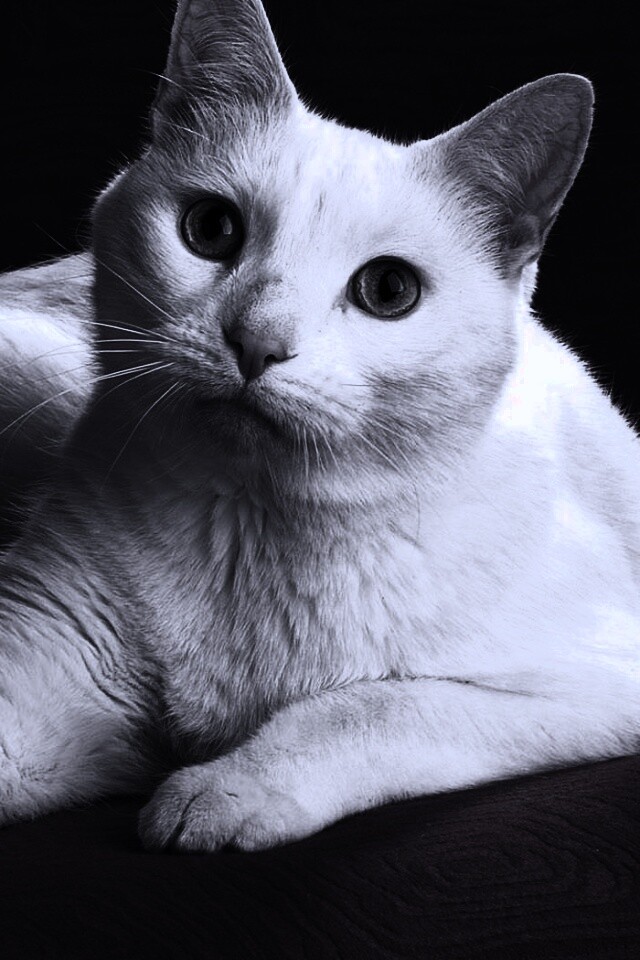 Белой кот на красном диване обои