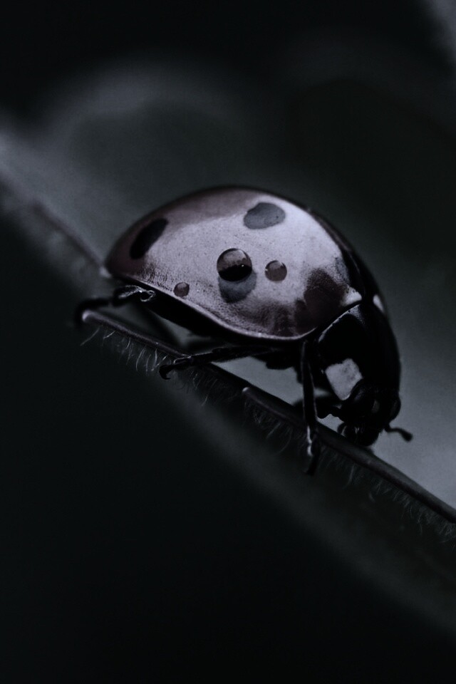 Божья коровка обои