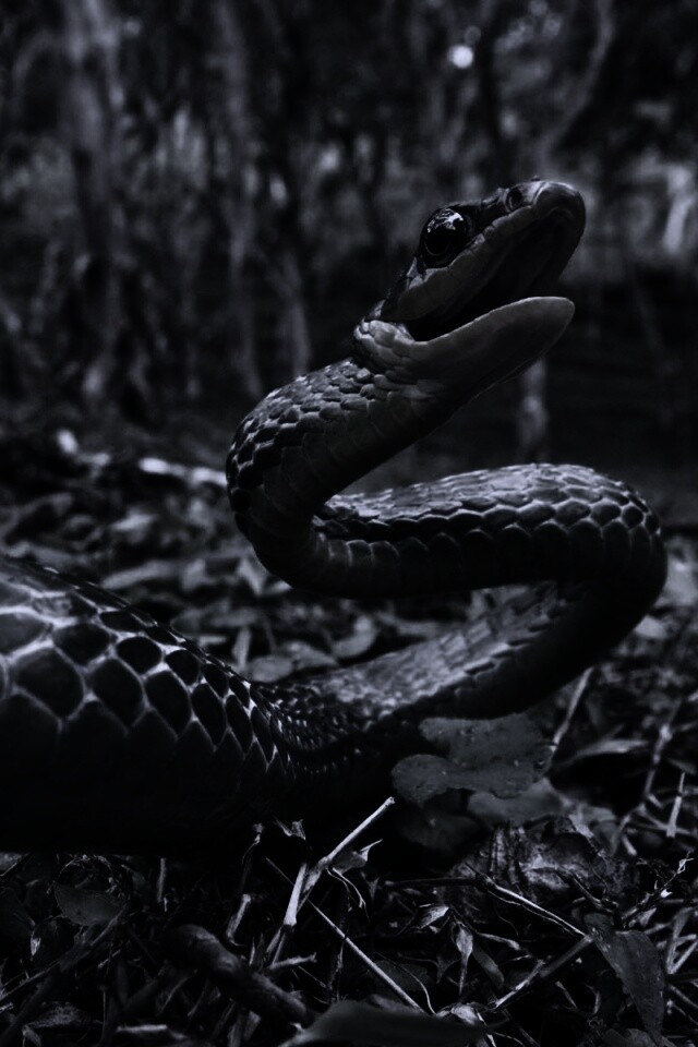 Зелёная змея обои