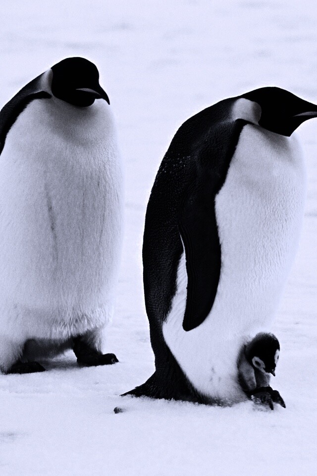 Семья пингвинов обои