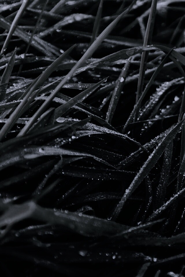 Роса на траве обои