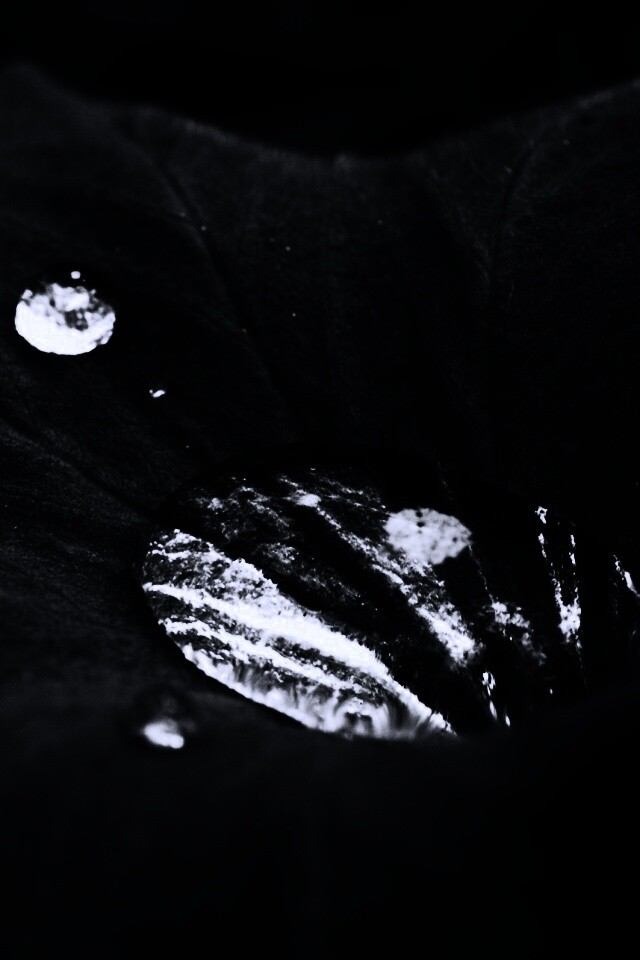 Капля в листе обои