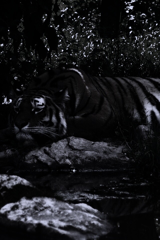 Тигр отдыхает обои