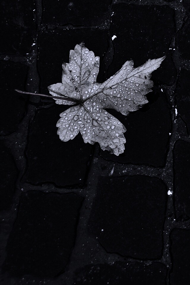 Упавший лист на мостовой обои