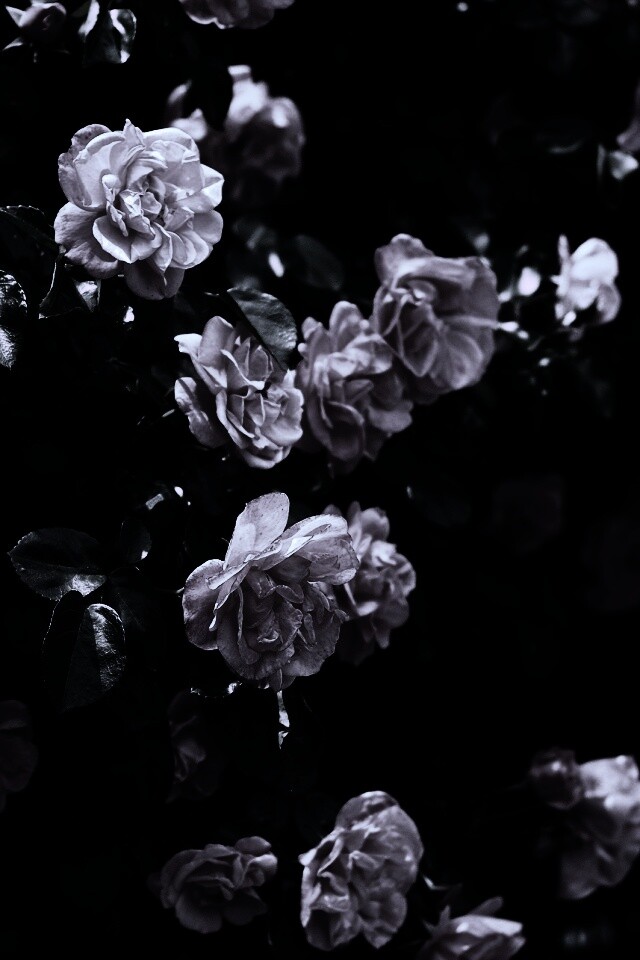 Розовый куст обои