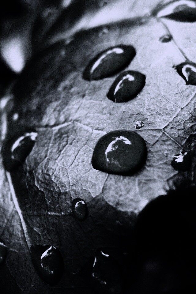 Капли росы на листе обои