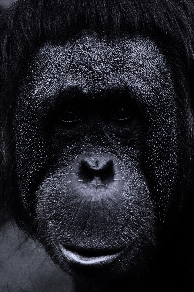 Орангутан обои