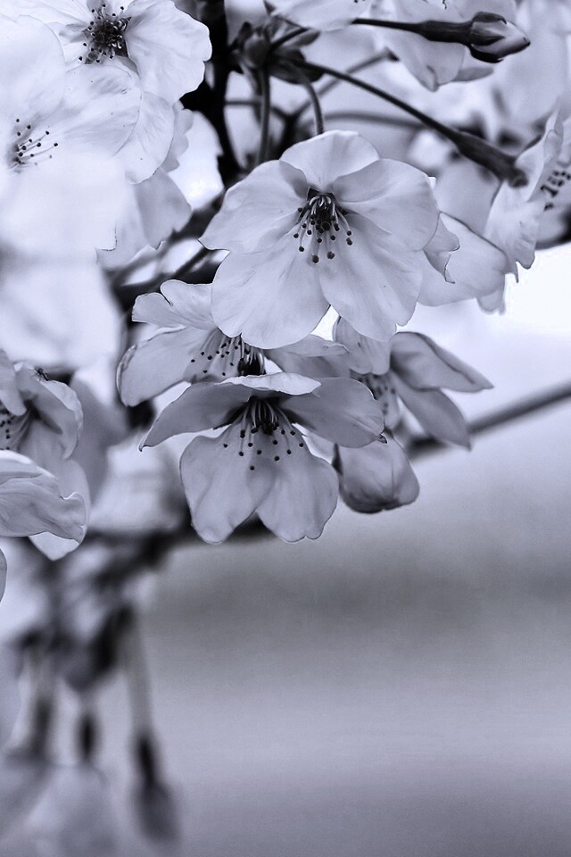 Цветение вишни обои