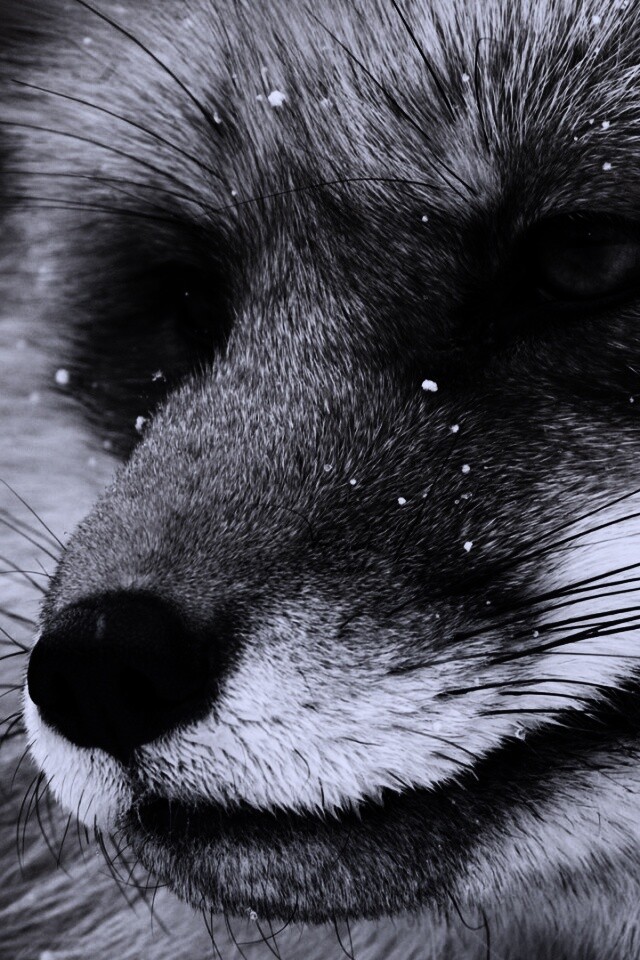 Морда рыжей лисы обои