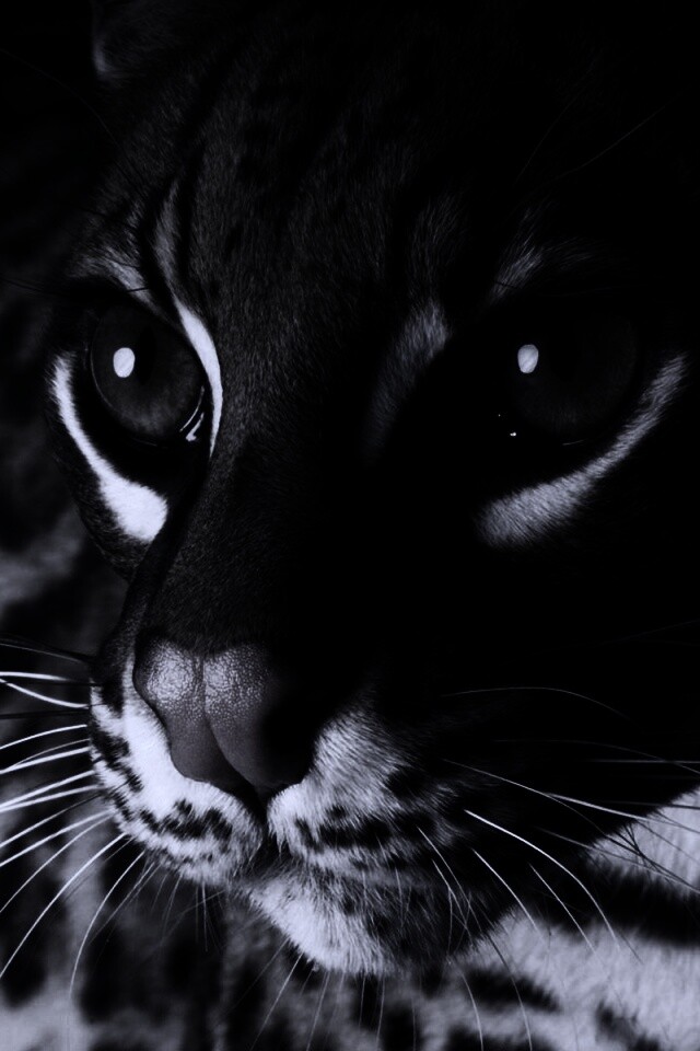 Оцелот обои