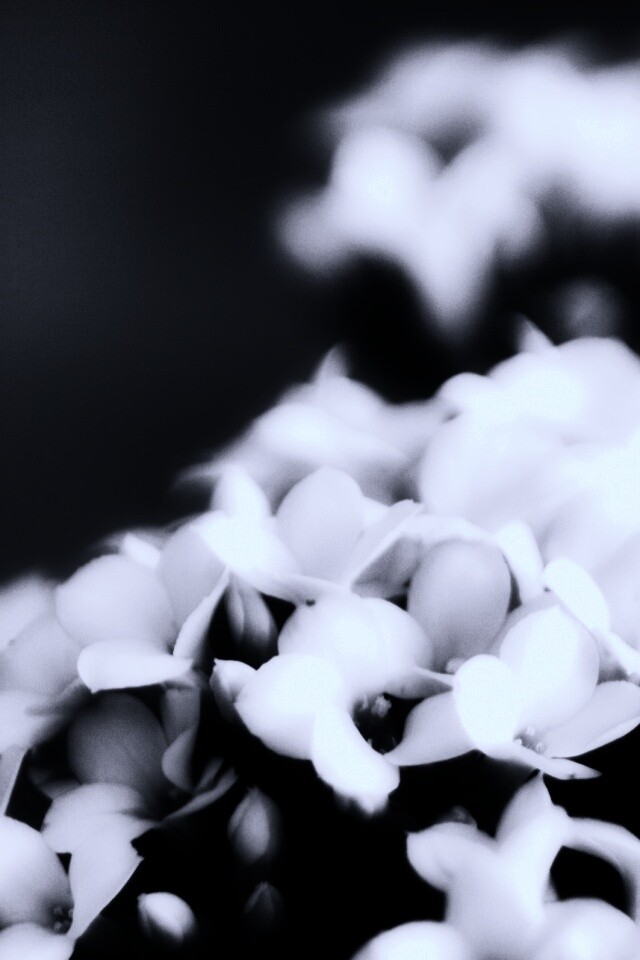 Белоснежные цветочки обои