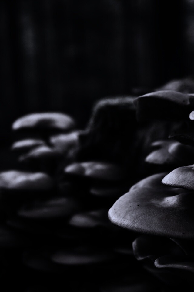 Лесные грибы на пне обои