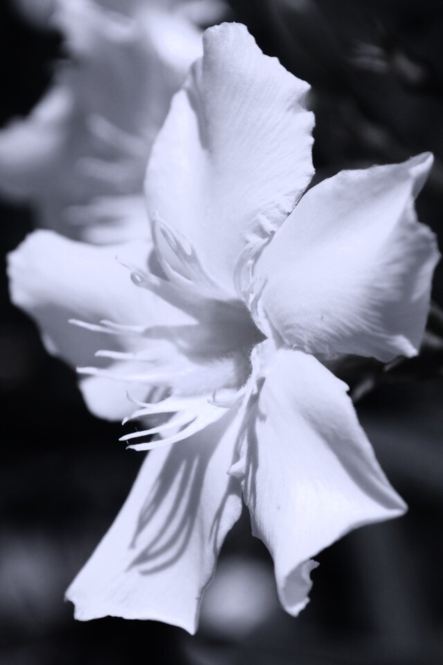 Эухарис, амазонская лилия обои