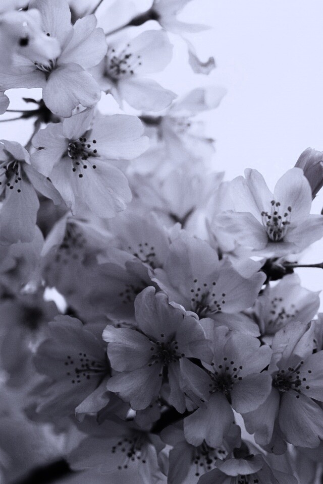 Цветение вишни обои