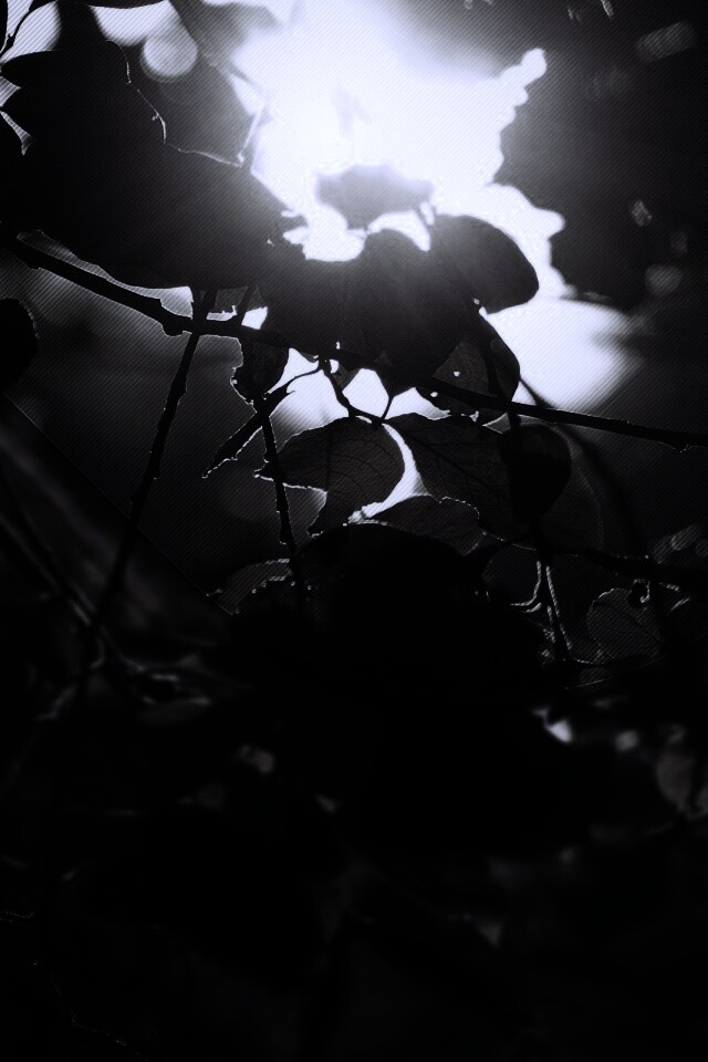 Солнце пробивается сквозь листву обои