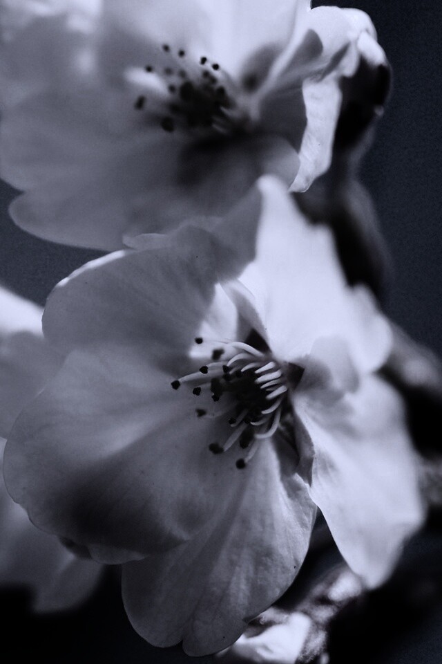 Нежные белые цветы обои