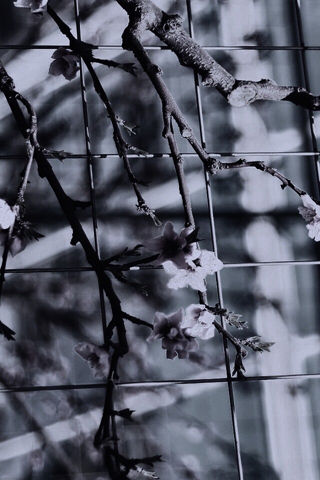 Ветка за сеткой обои