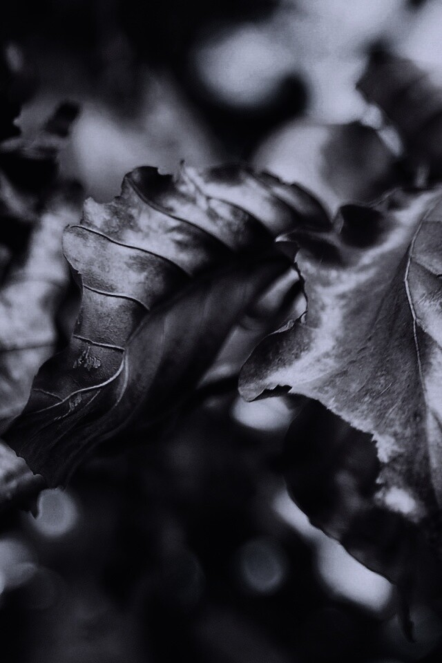 Засохший лист обои