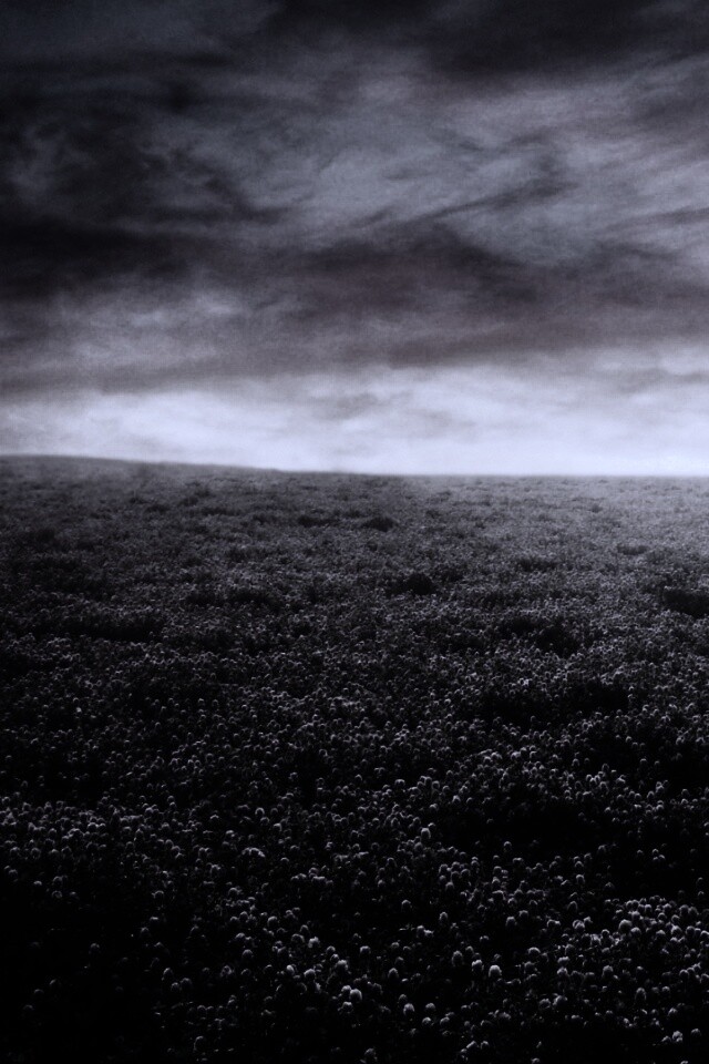 Закатное небо над цветочным полем обои