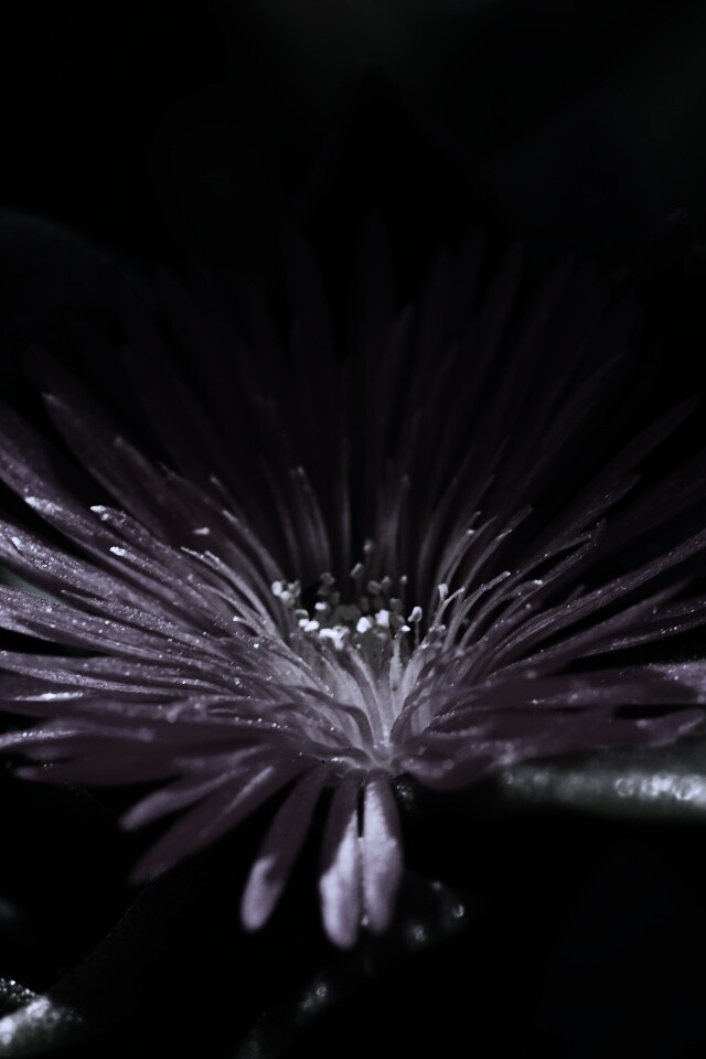 Чудесный цветок обои