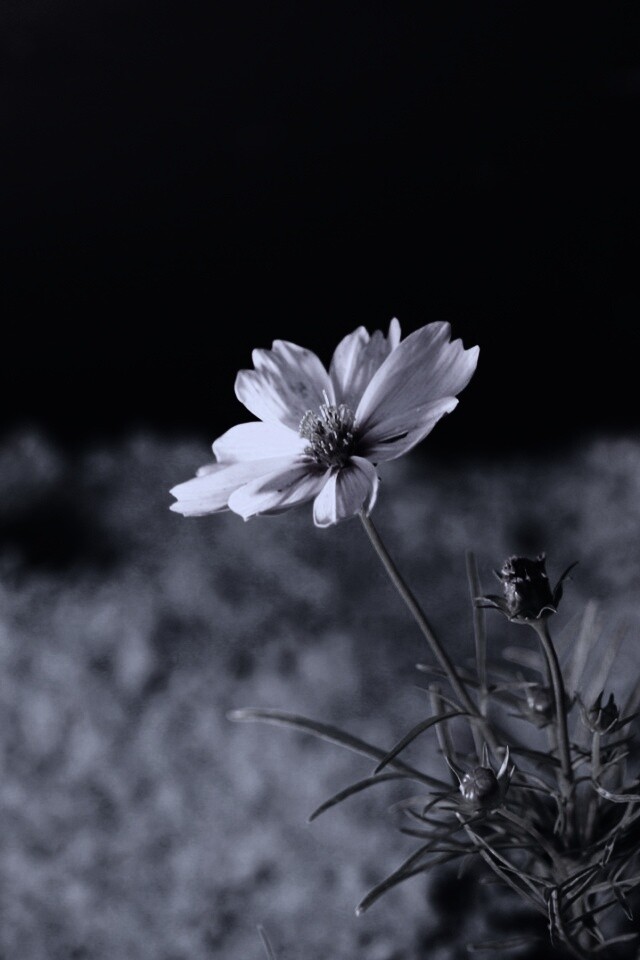 Полевой цветок обои