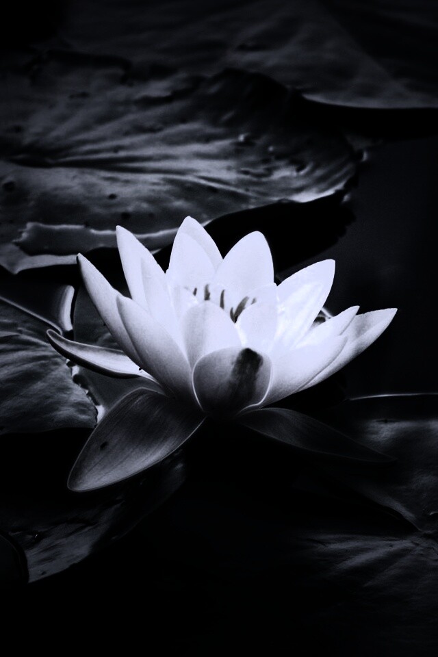 Кувшинка обои