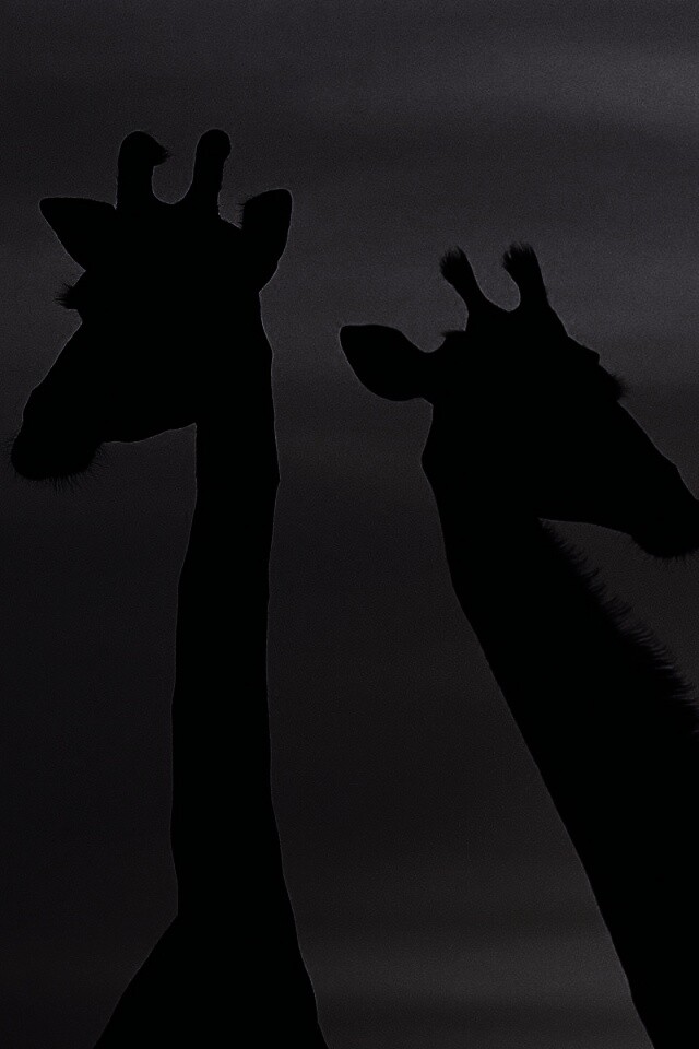 Три силуэта жирафов на фоне неба обои