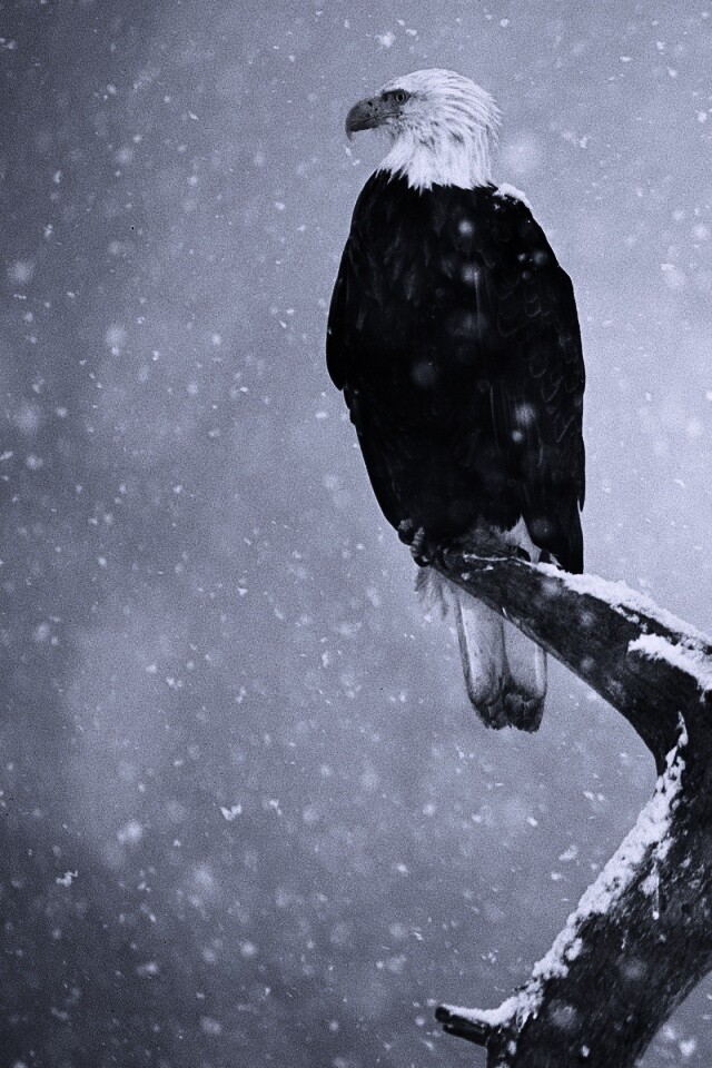 Орлы на ветке в снегопад обои