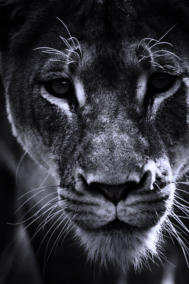 Портрет хищника обои