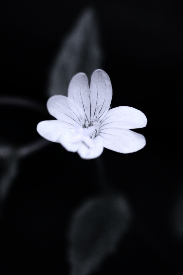 Маленький цветок в макро обои