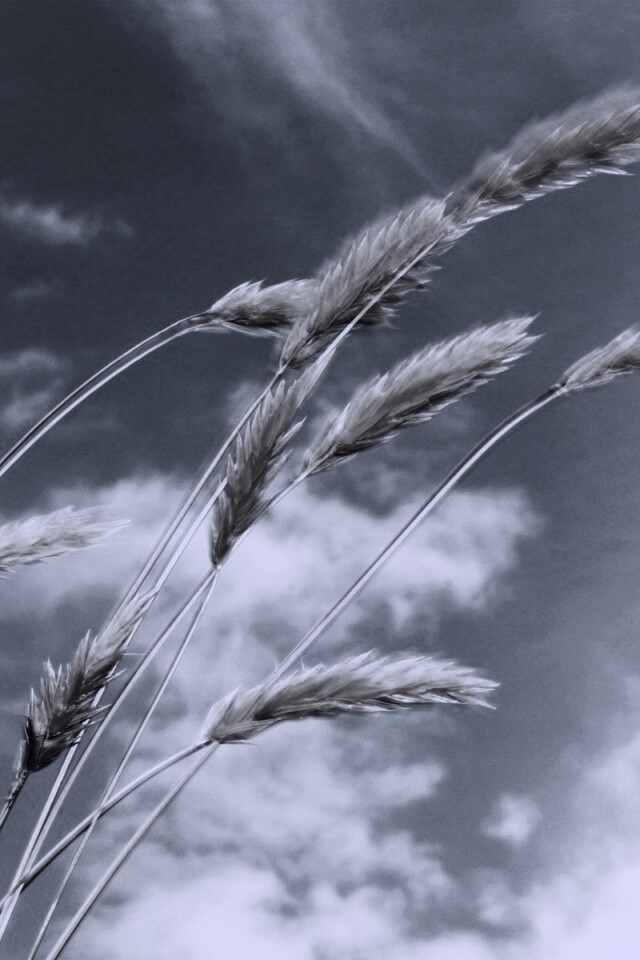 Колосья обои