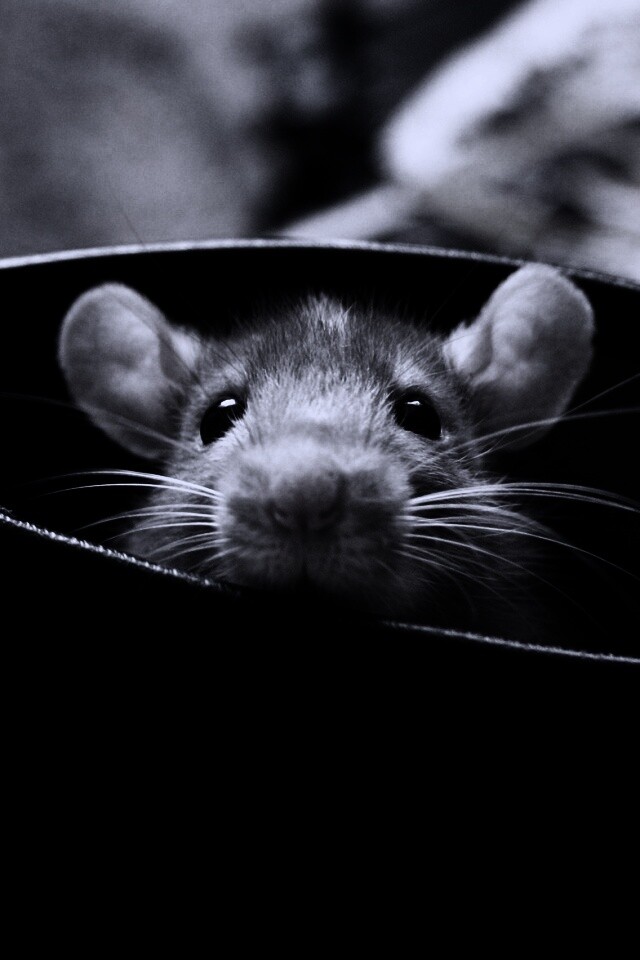 Мышонок выглядывает из ботинка обои