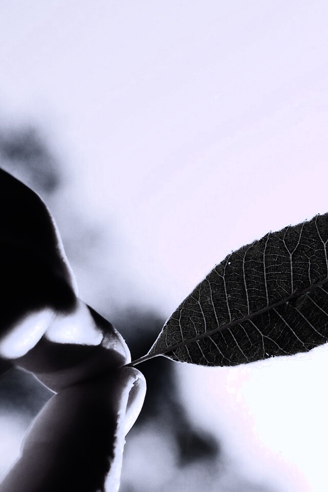 Листик в пальцах обои