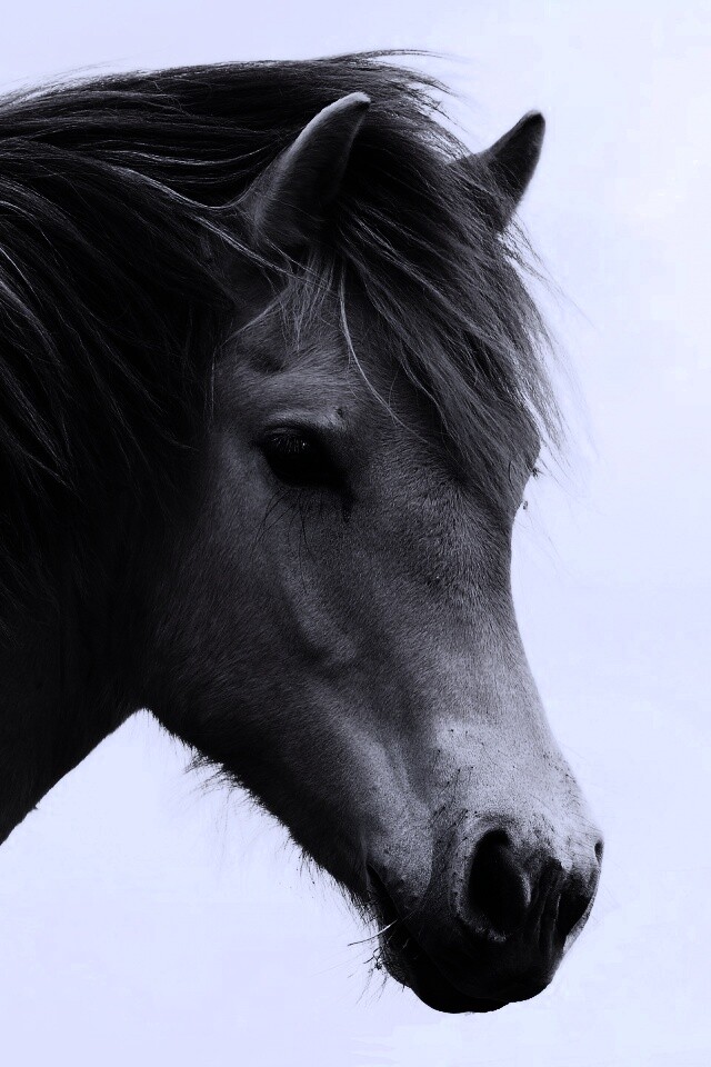 Гривастый конь обои