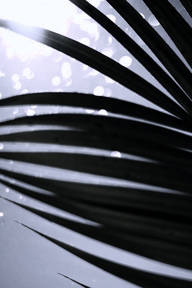 Солнце просвечивает сквозь пальмовый лист обои